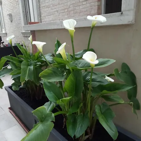 Chiaraluna 4*