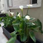 Chiaraluna 3*